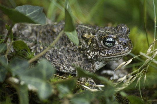 natterjack toad