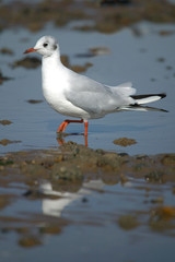 Obraz premium Black headed gull wading.