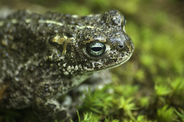 natterjack toad