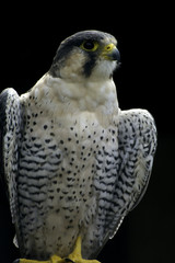 peregrine falcon