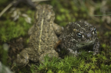 natterjack toads