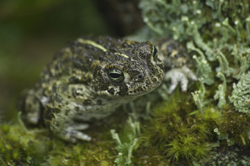 natterjack toad