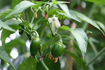 baby Jalapeno chilli pepper plants in nature