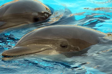 Crédence de cuisine en verre imprimé Dauphin dolphin smile