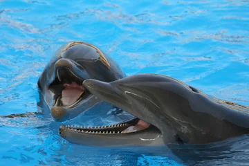 Foto op Plexiglas twee dolfijnen © Xavier MARCHANT
