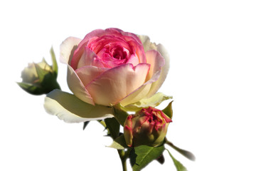 Fototapeta premium rose anglaise