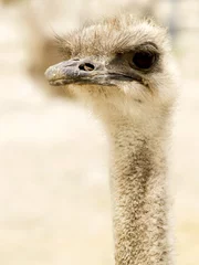 Aluminium Prints Ostrich ostrich