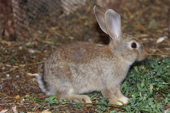 Lapin