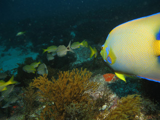 Obraz premium Holacanthus Ciliaris - Peixe Anjo