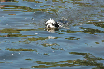 Puppy Swimming
