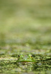 Frog head