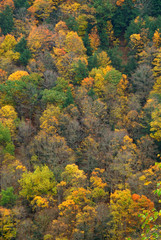 Fall Background