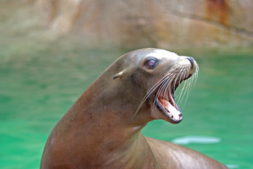 Fototapeta premium sea lion