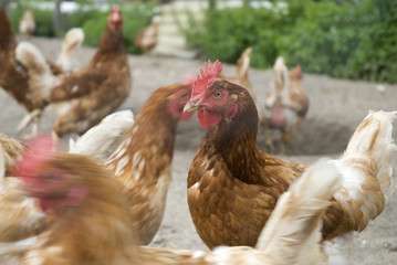 many chickens on the farm