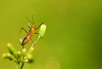 Beetle on Dandelion Plant