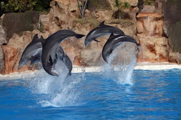 Schilderijen op glas dolfijnen springen © Xavier MARCHANT