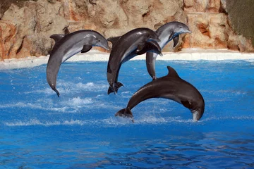 Schilderijen op glas gelukkige dolfijnen springen © Xavier MARCHANT