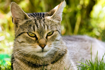 Obraz premium Cat