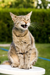 Obraz premium Cat