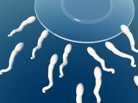 Sperm 14