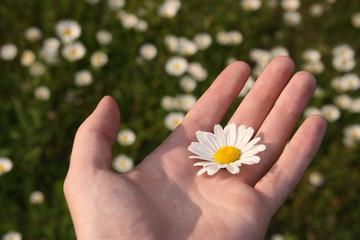 White chamomile flower