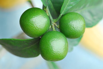 green orange in the gardens