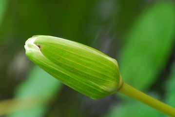 white water lily in the ponds