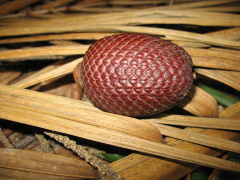Buriti-Palme (Mauritia flexuosa) ist eine im n&ouml;rdlichen S&uuml;damerika vorkommende Palmenart. Arecaceae Familie.