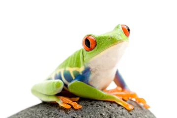 Printed kitchen splashbacks Frog frog on a rock