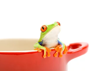 Papier Peint photo Lavable Grenouille grenouille regardant hors du pot