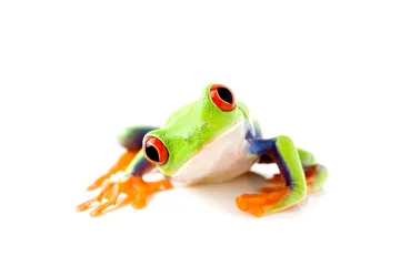 Deurstickers frog is curious © Sascha Burkard