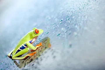 Crédence de cuisine en verre imprimé Grenouille frog climbing glass