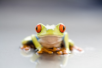 frog closeup