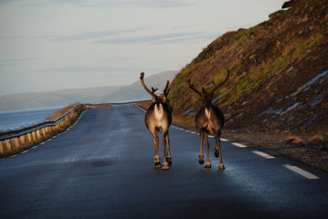 Reindeers on route