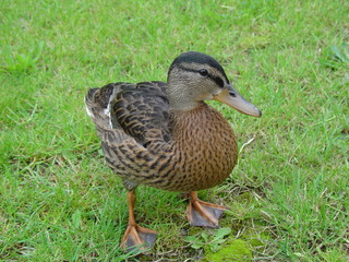 Duck in the grass