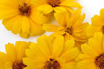 yellow Sunflower petals closeup