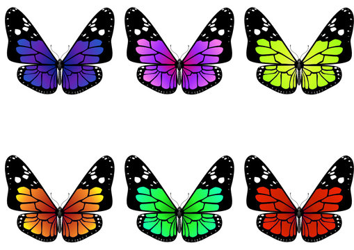 Collection de papillons