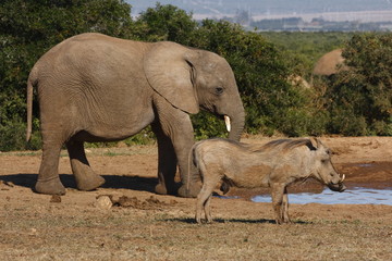 Elephant and warthog at a waterhole