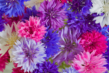 cornflower  background