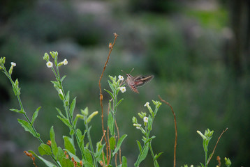 Hummignbird Moth