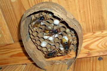 Beehive