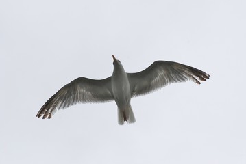 gull