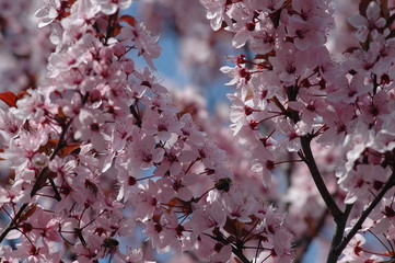 cherry blossoms