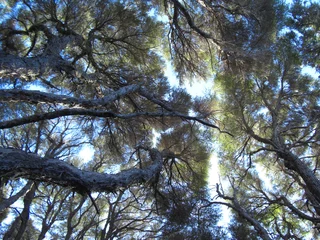Deurstickers tree canopy © tezzstock