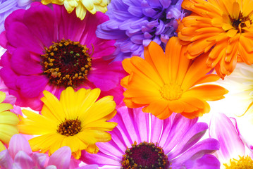 color flowers