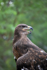 Eagle