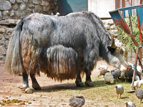 yak