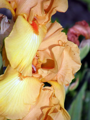 Fototapeta na wymiar flower of an iris