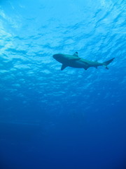 Tiburon en Bora Bora