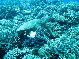 Tortuga en Moorea